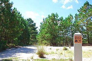 pine trail